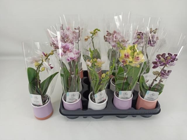 <h4>PHAL MINI</h4>