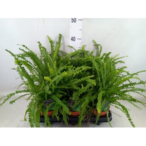 Nephrolepis cord. 'Duffii'