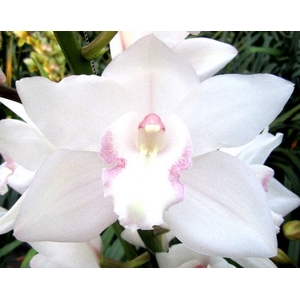 Cymbidium Snowcastle 80 cm X2