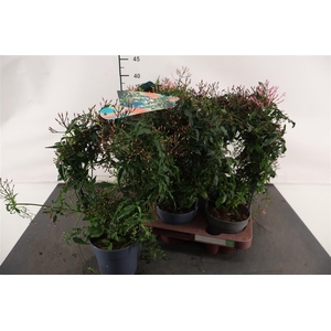 Jasmijn 12 Cm. P. Boog Gemengd 300 Knop