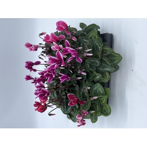 CYCLAMEN PERSICUM  MINI P6 FANTAZIA