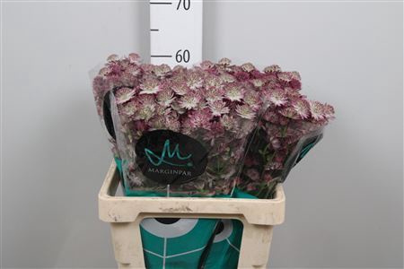 <h4>Astrantia major 'Roma'</h4>