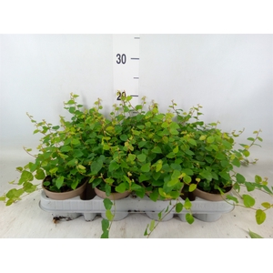 Ficus pumila 'Sunny Green'