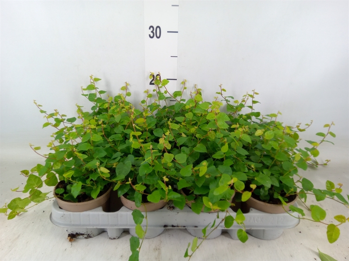 <h4>Ficus pumila 'Sunny Green'</h4>