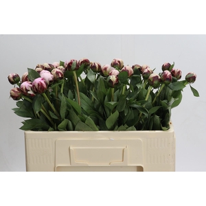 Paeonia Lact. Reine Hortense