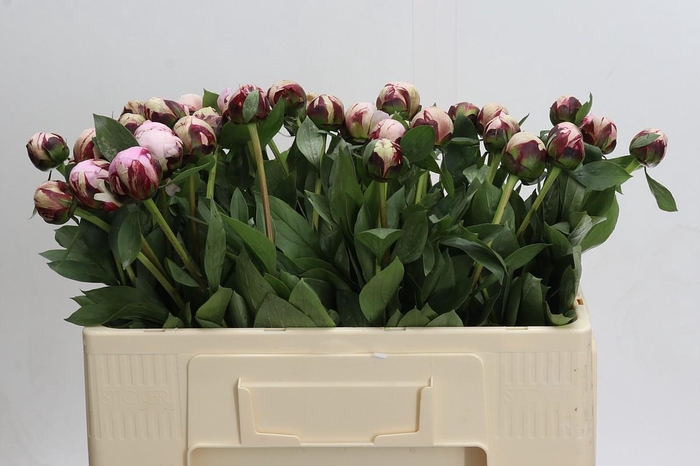 <h4>Paeonia Lact. Reine Hortense</h4>