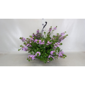 Scaevola saligna 'Saphira'