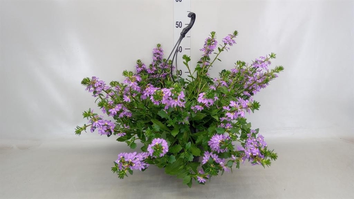 <h4>Scaevola saligna 'Saphira'</h4>