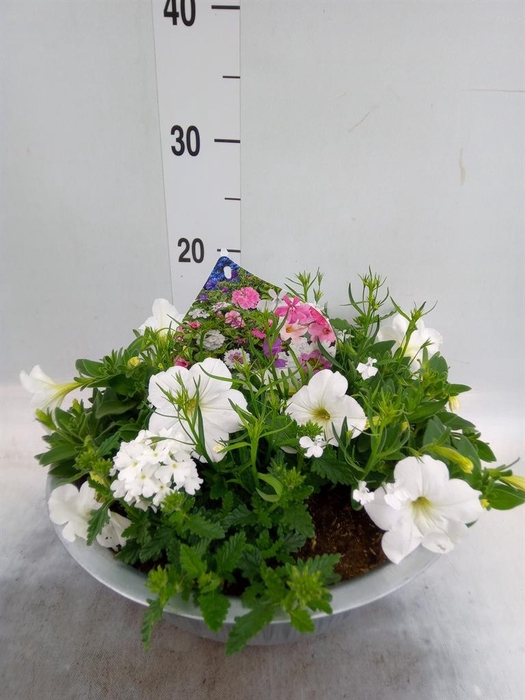 <h4>Perkplanten   ...tuft 3   [Bedding]</h4>