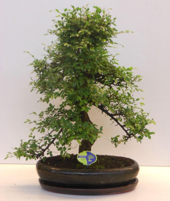 <h4>Zelkova parvifolia, 43cm., shape, with driptray</h4>