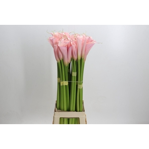 Zantedeschia Eydolls Pink