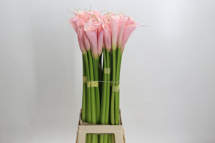 Zantedeschia Eydolls Pink