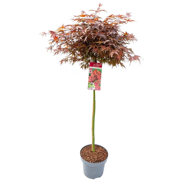 <h4>Acer palm. 'Shaina'</h4>