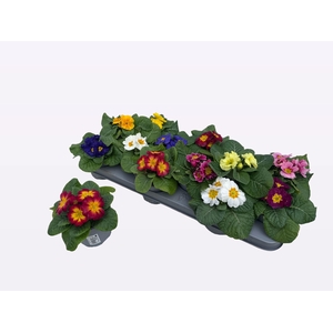 PRIM AC PARADISO GEM