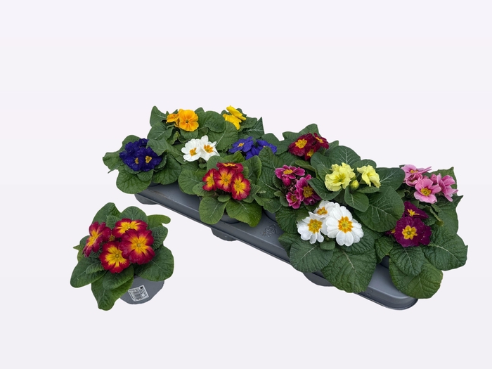 <h4>PRIM AC PARADISO GEM</h4>