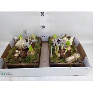 Arr.   Bol/Knolgewas L%