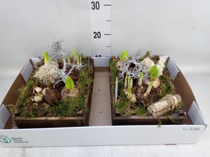 <h4>Arr. Bol/Knolgewas L%</h4>