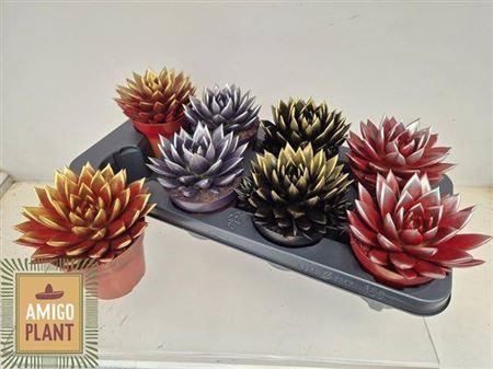 <h4>Echev Miranda</h4>