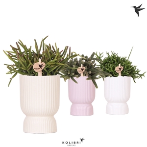 Kolibri Greens Rhipsalis mix in Diabolo pot mix