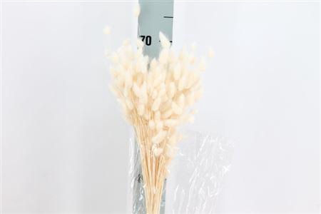 <h4>Dried Lagurus Bleached White Bs</h4>
