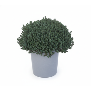 Thymus vulgaris