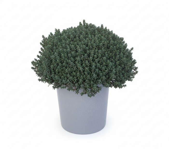 <h4>Thymus vulgaris</h4>