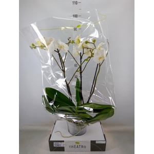 Phalaenopsis   ...white