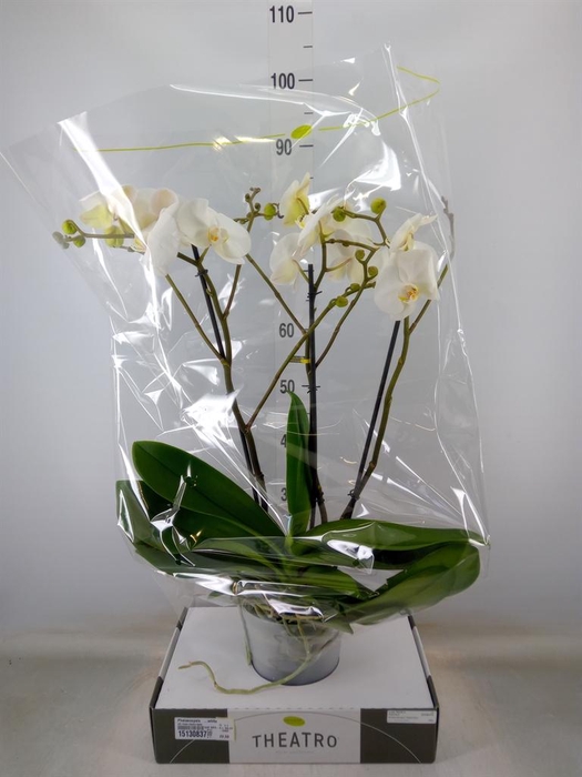 <h4>Phalaenopsis   ...white</h4>