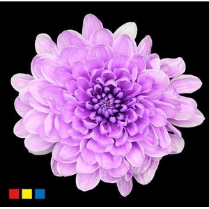 Chr T Altaj New Lila