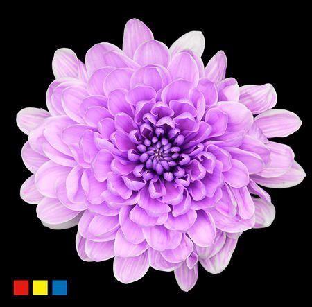 <h4>Chr T Altaj New Lila</h4>