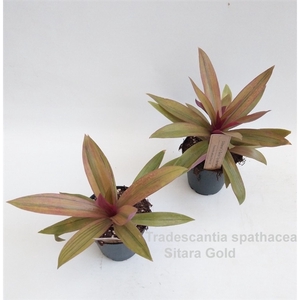 Tradescantia spathacea Sitara Gold 12cm