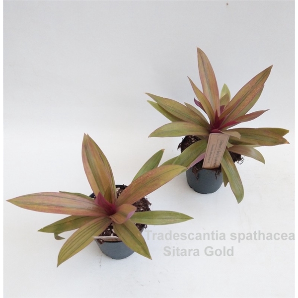 <h4>Tradescantia spathacea Sitara Gold 12cm</h4>