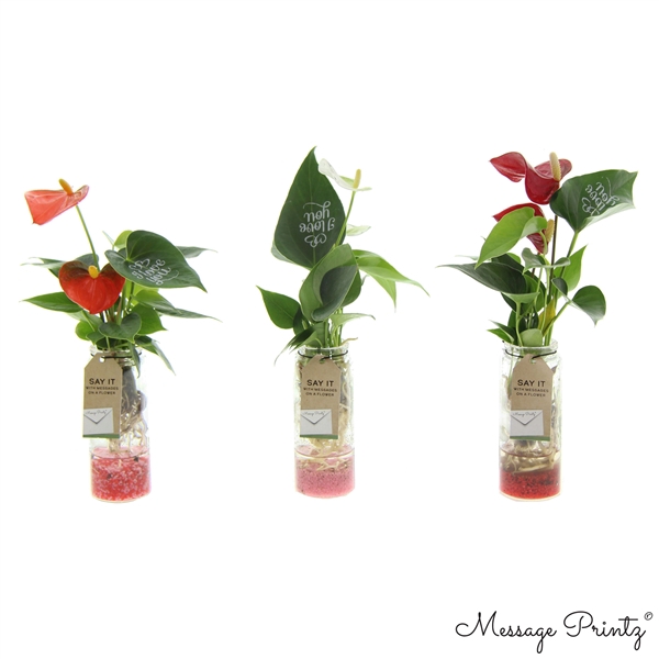 <h4>Anthurium Make-Upz Message Printz - I love you - with deco in glass tube</h4>