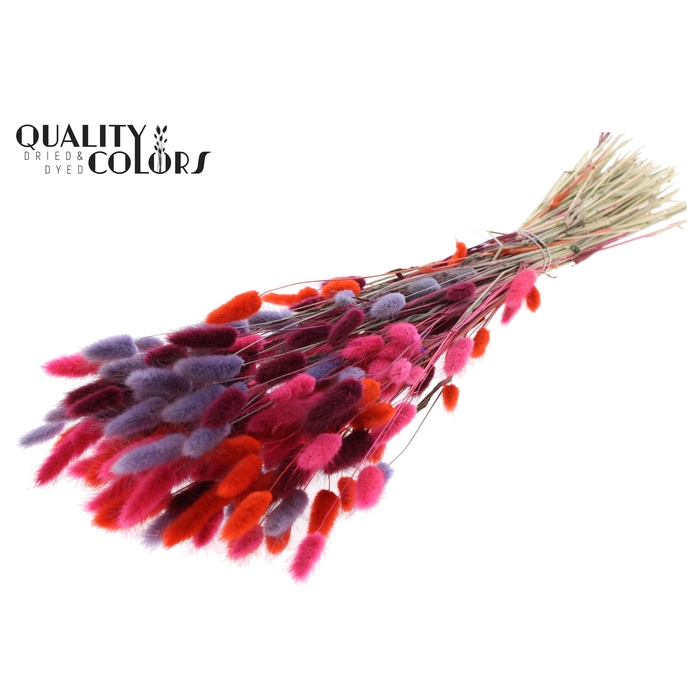 <h4>Lagurus Premium per bunch Colourful 9</h4>