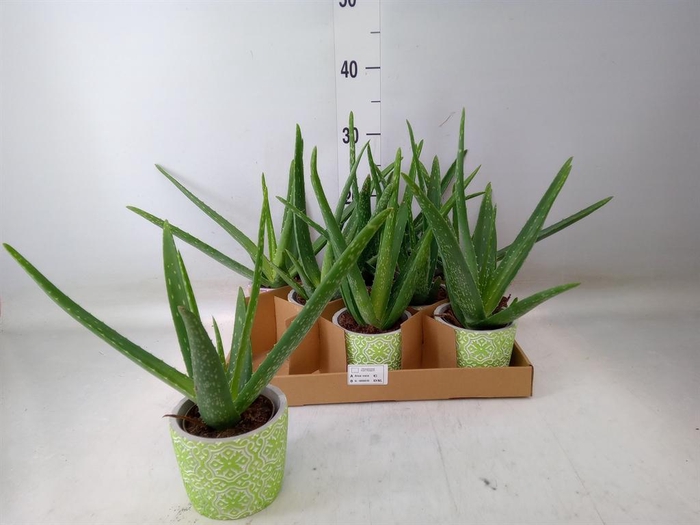 <h4>Aloe vera</h4>