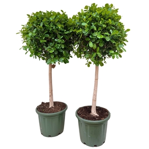 Ficus microcarpa 'Moclame'