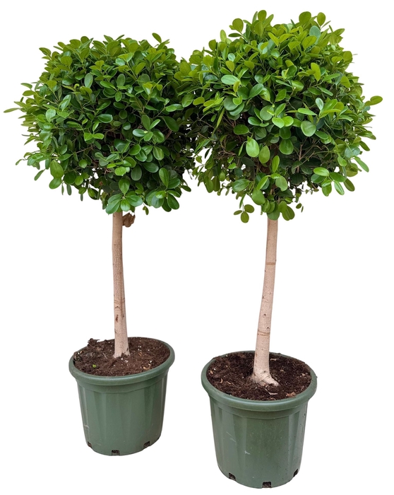 <h4>Ficus microcarpa 'Moclame'</h4>