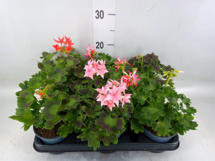 <h4>Pelargonium zona.   ...</h4>