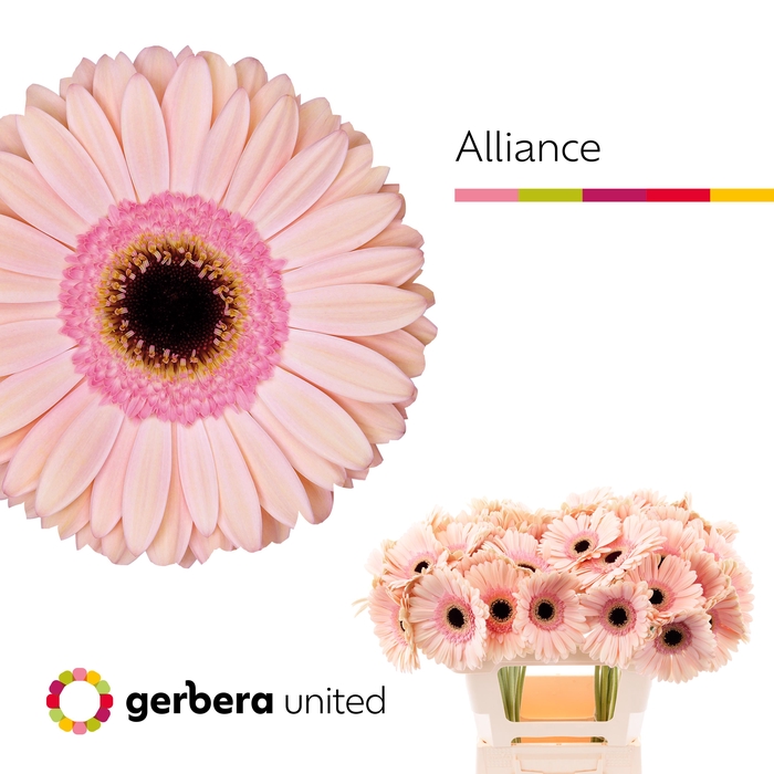 <h4>Gerbera Alliance Water x40</h4>