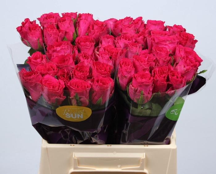 <h4>R GR MADAM CERISE</h4>