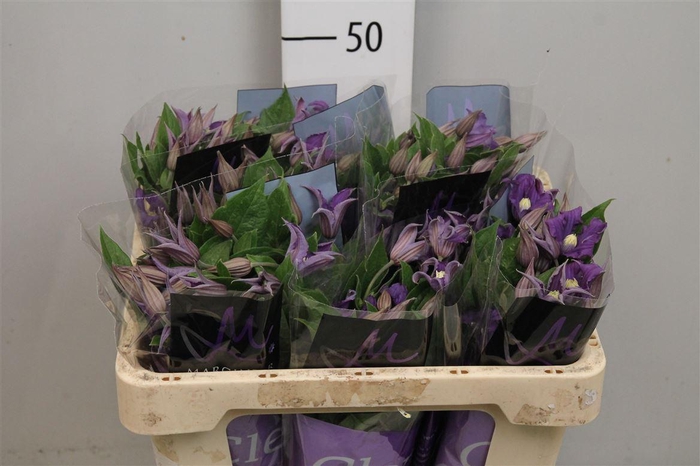 <h4>Clem Blue Pirouette</h4>