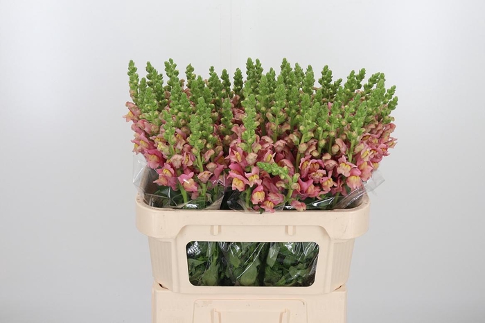 <h4>Antir Avignon Pink</h4>