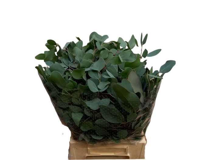 <h4>Euc Pop. Leaf 150gr Short Ex</h4>