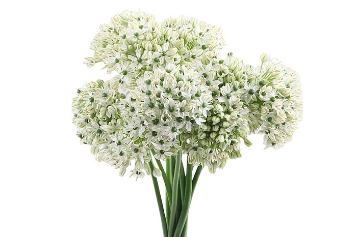 <h4>Allium Nigrum</h4>