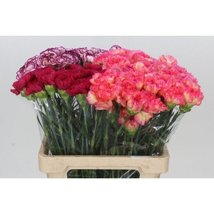Dianthus St Mix