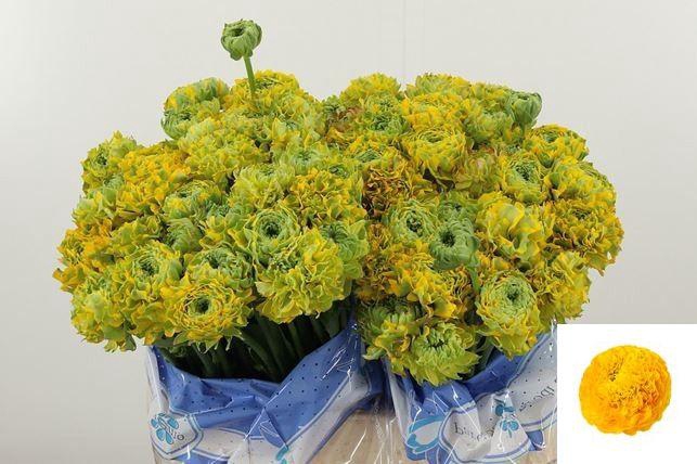 <h4>RAN PON PON LUNA</h4>