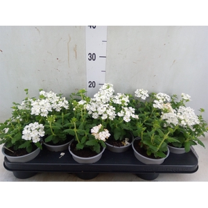 Verbena  'Magelana White'