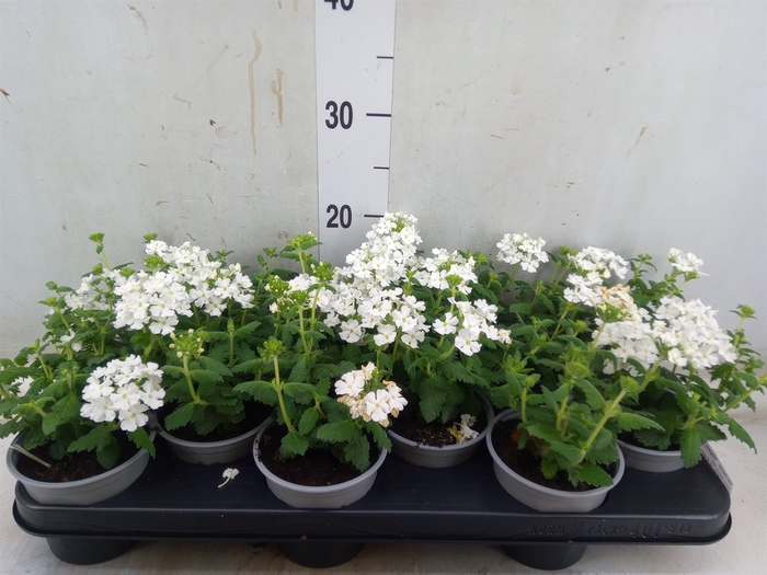 <h4>Verbena  'Magelana White'</h4>