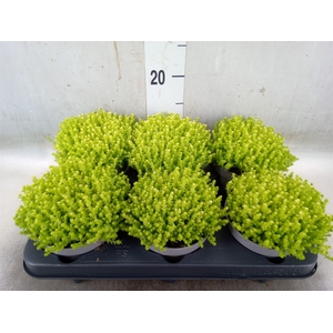 Sedum   ...
