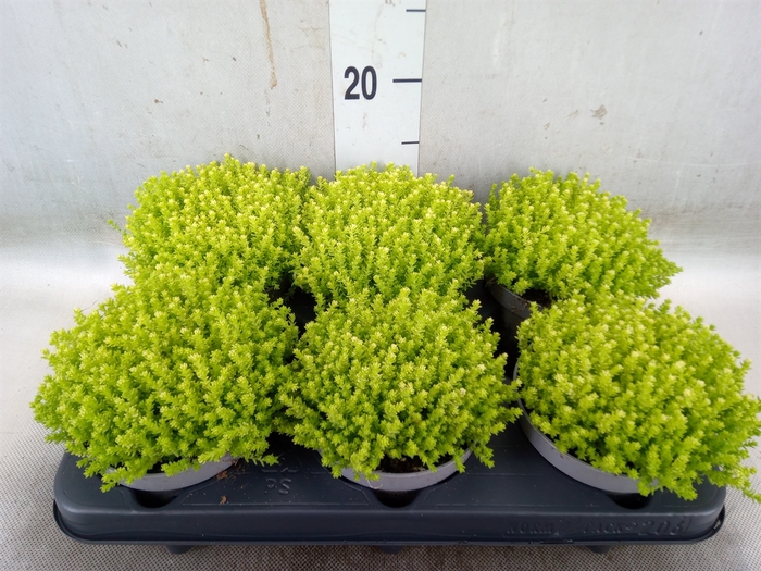 <h4>Sedum   ...</h4>